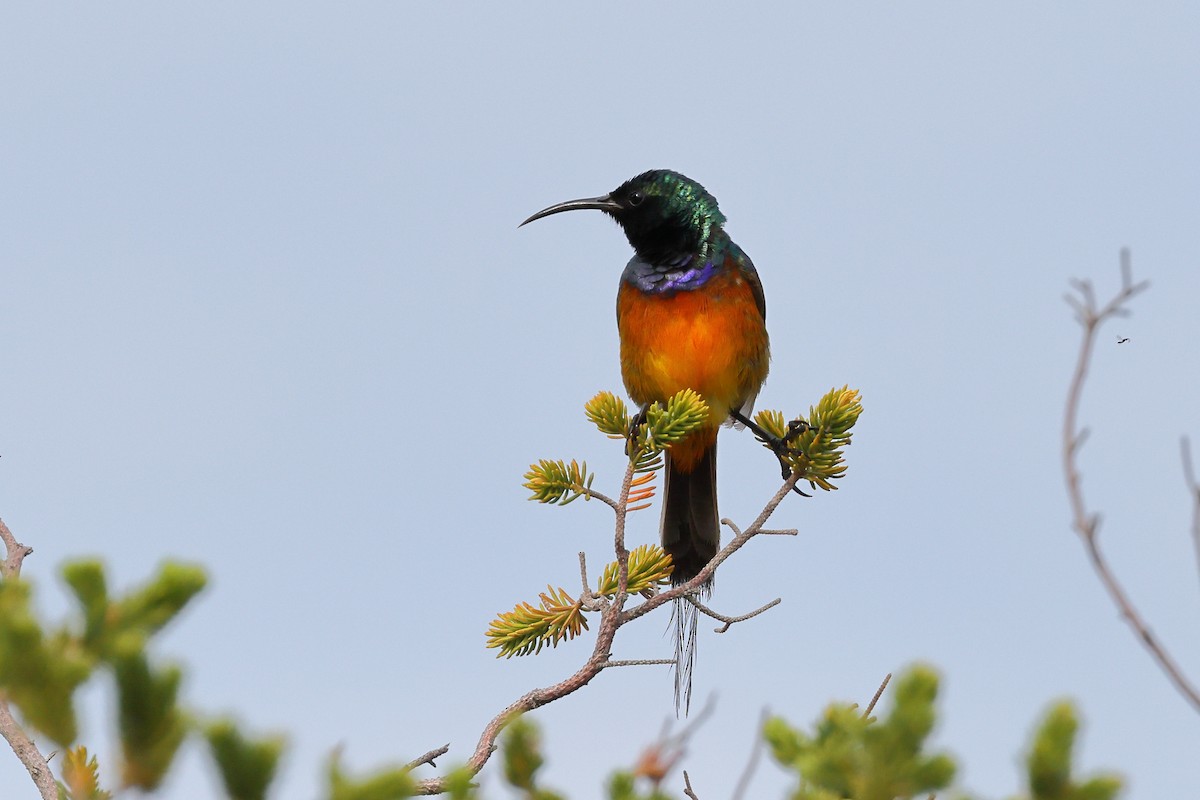 Orange-breasted Sunbird - ML623887693