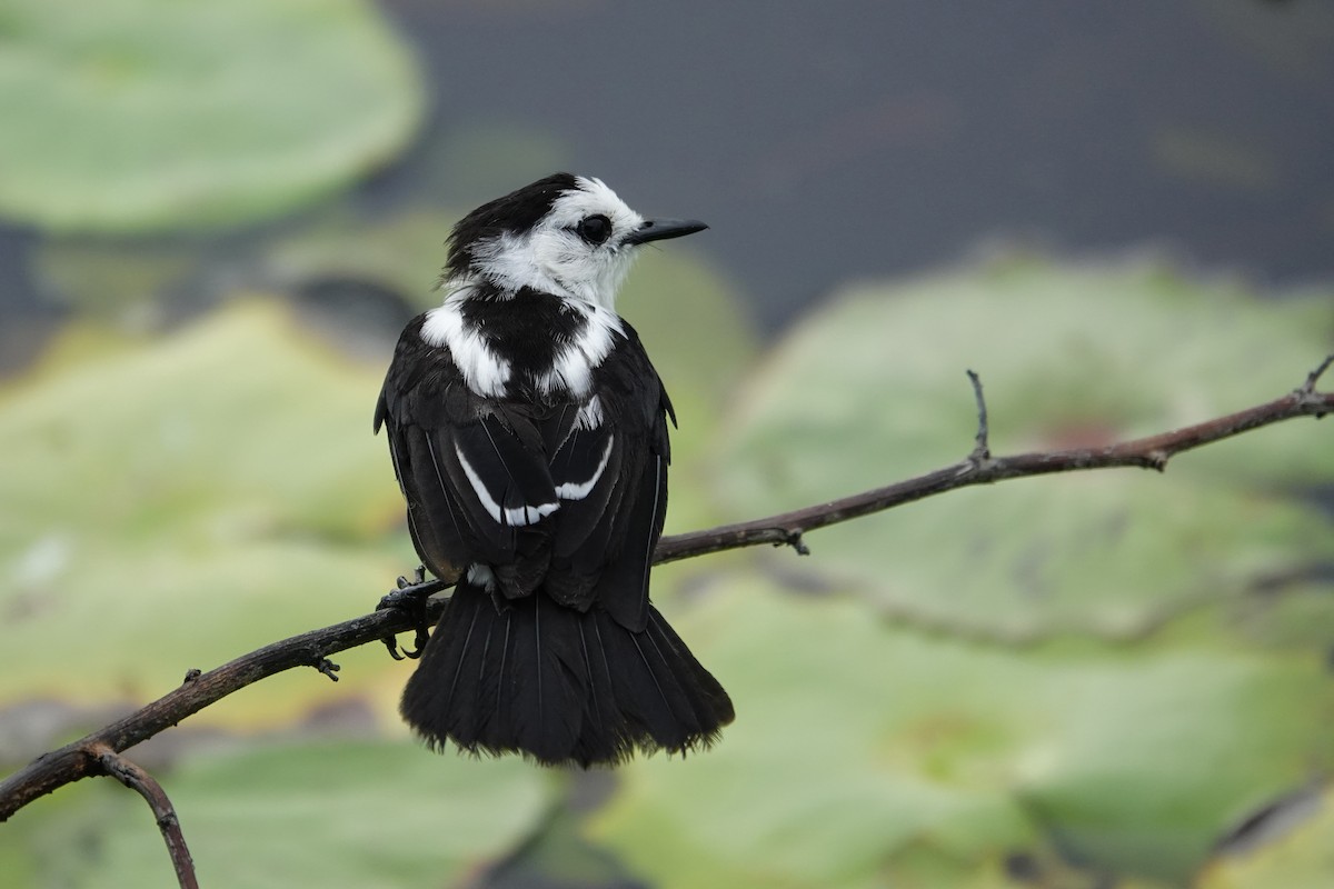 Pied Water-Tyrant - ML623887694