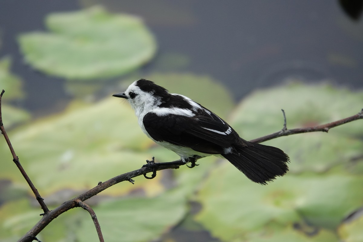 Pied Water-Tyrant - ML623887696