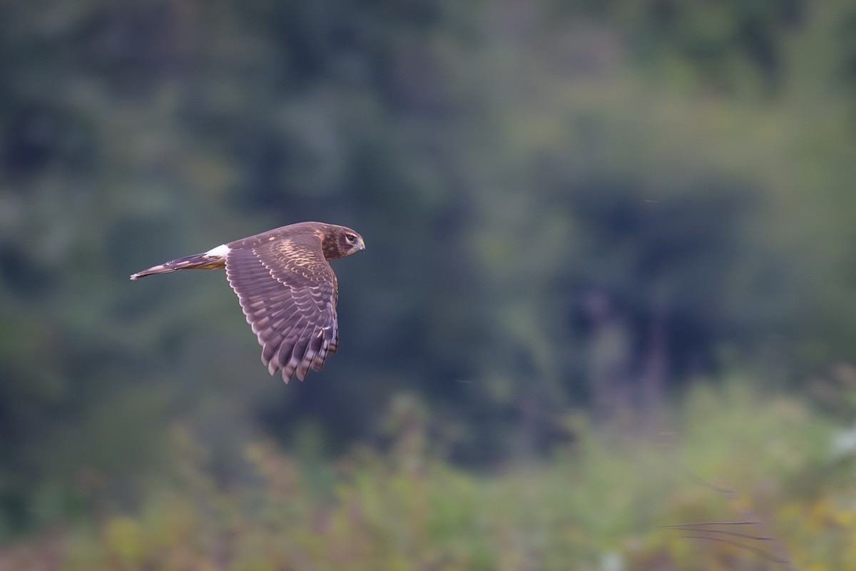 Northern Harrier - ML623887698