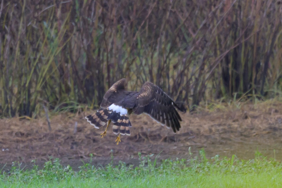 Northern Harrier - ML623887699