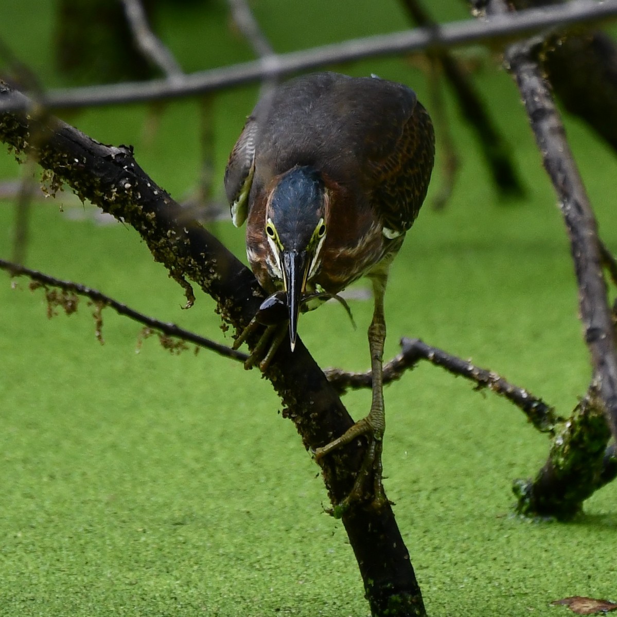 Green Heron - ML623887723
