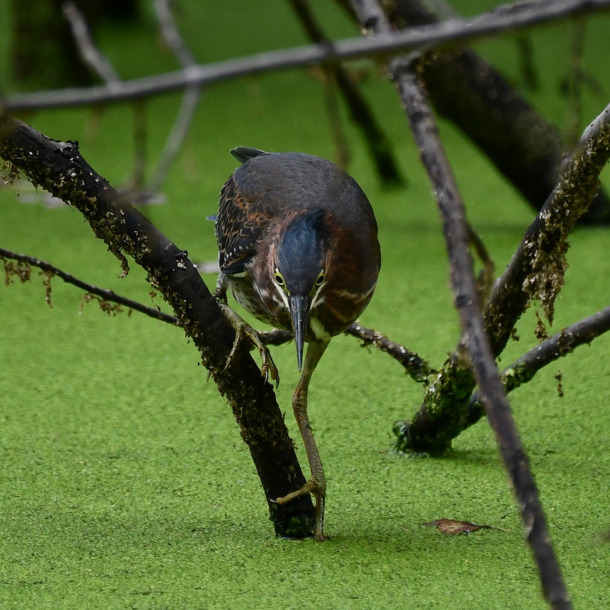 Green Heron - ML623887724