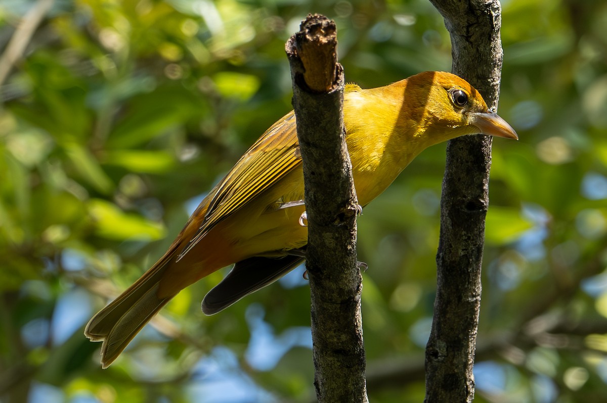 Summer Tanager - ML623887754