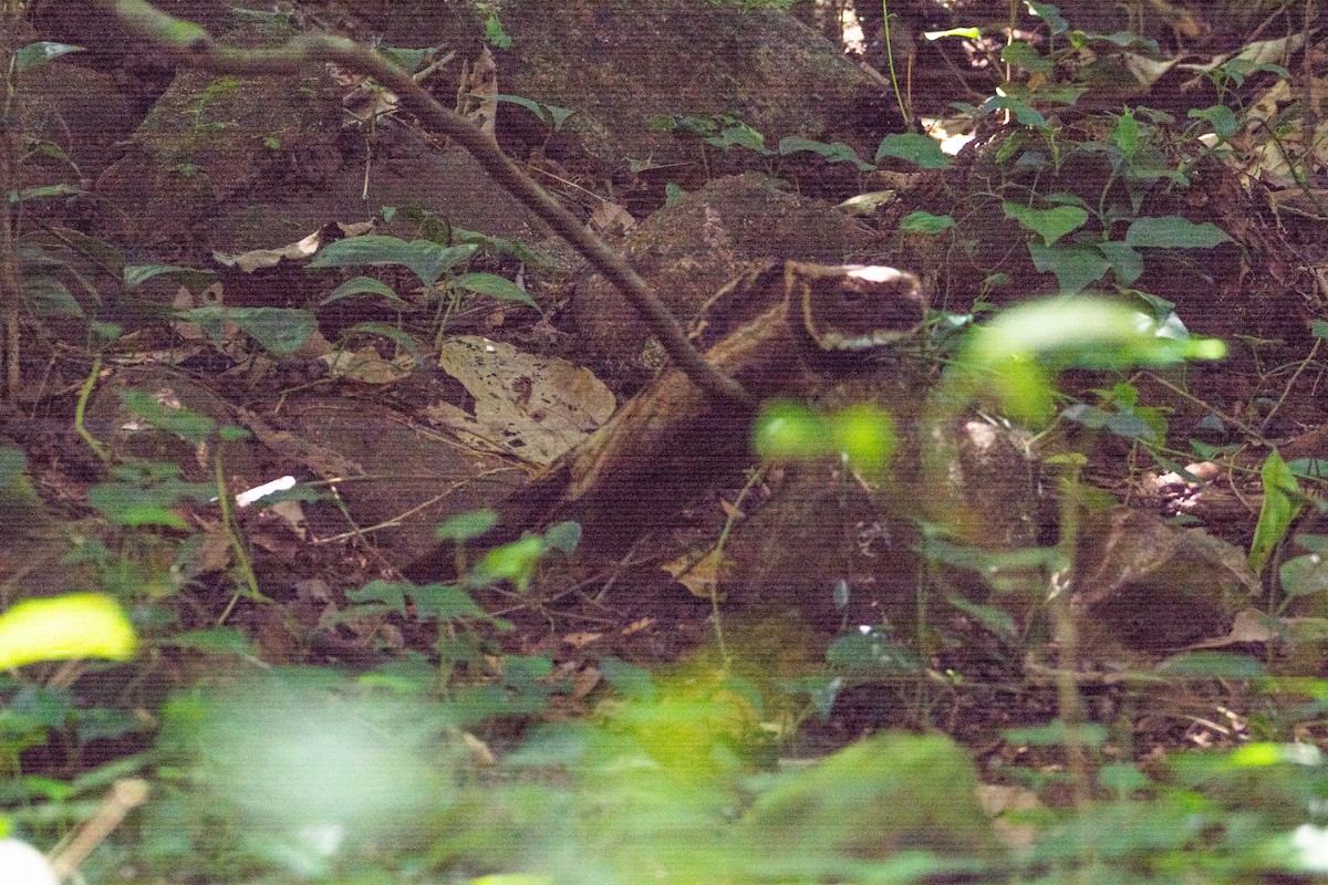 Great Eared-Nightjar - Thanu Shanavas