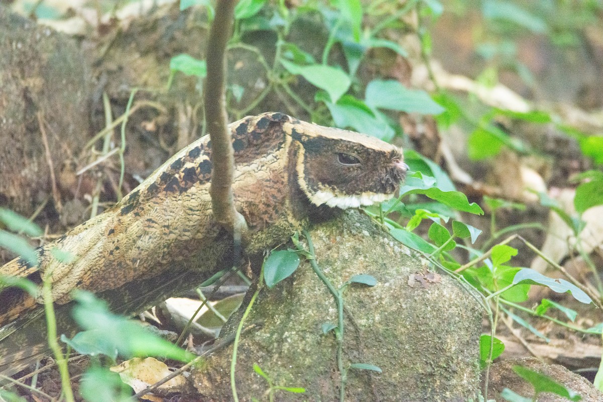 Great Eared-Nightjar - ML623887807