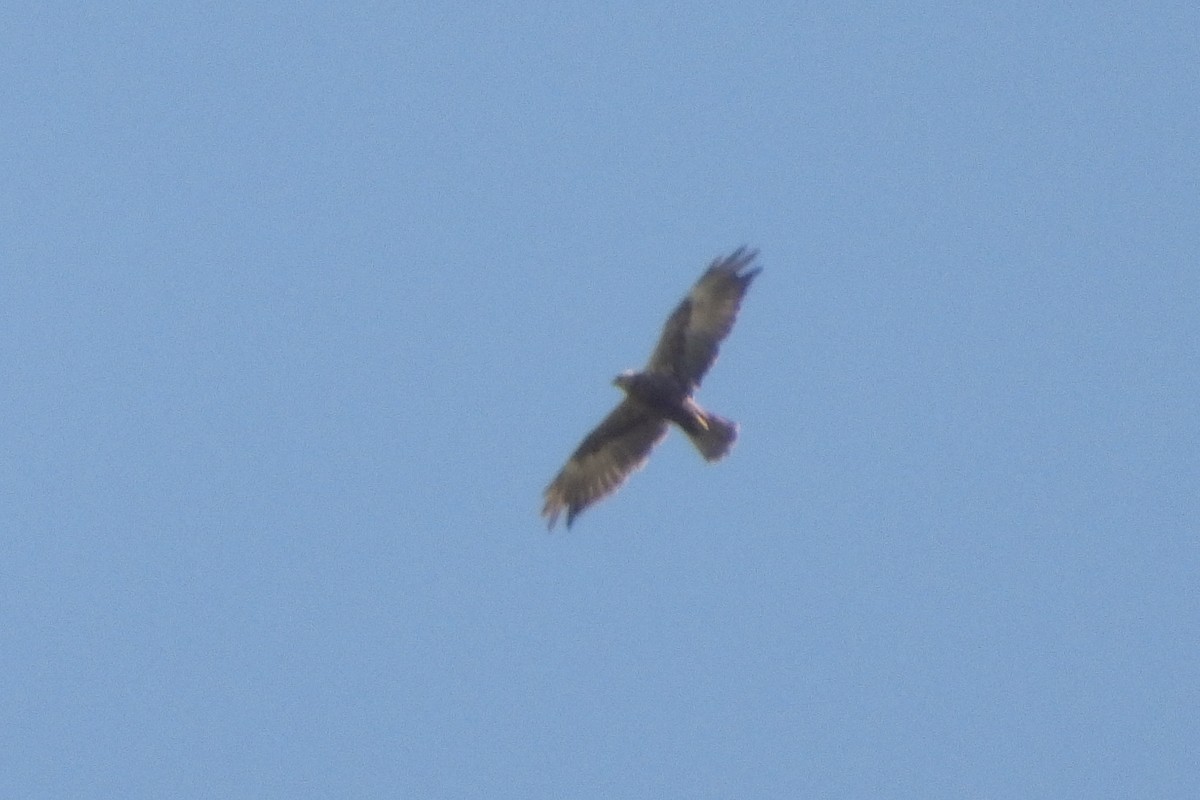 Намгийн хулд - ML623887874
