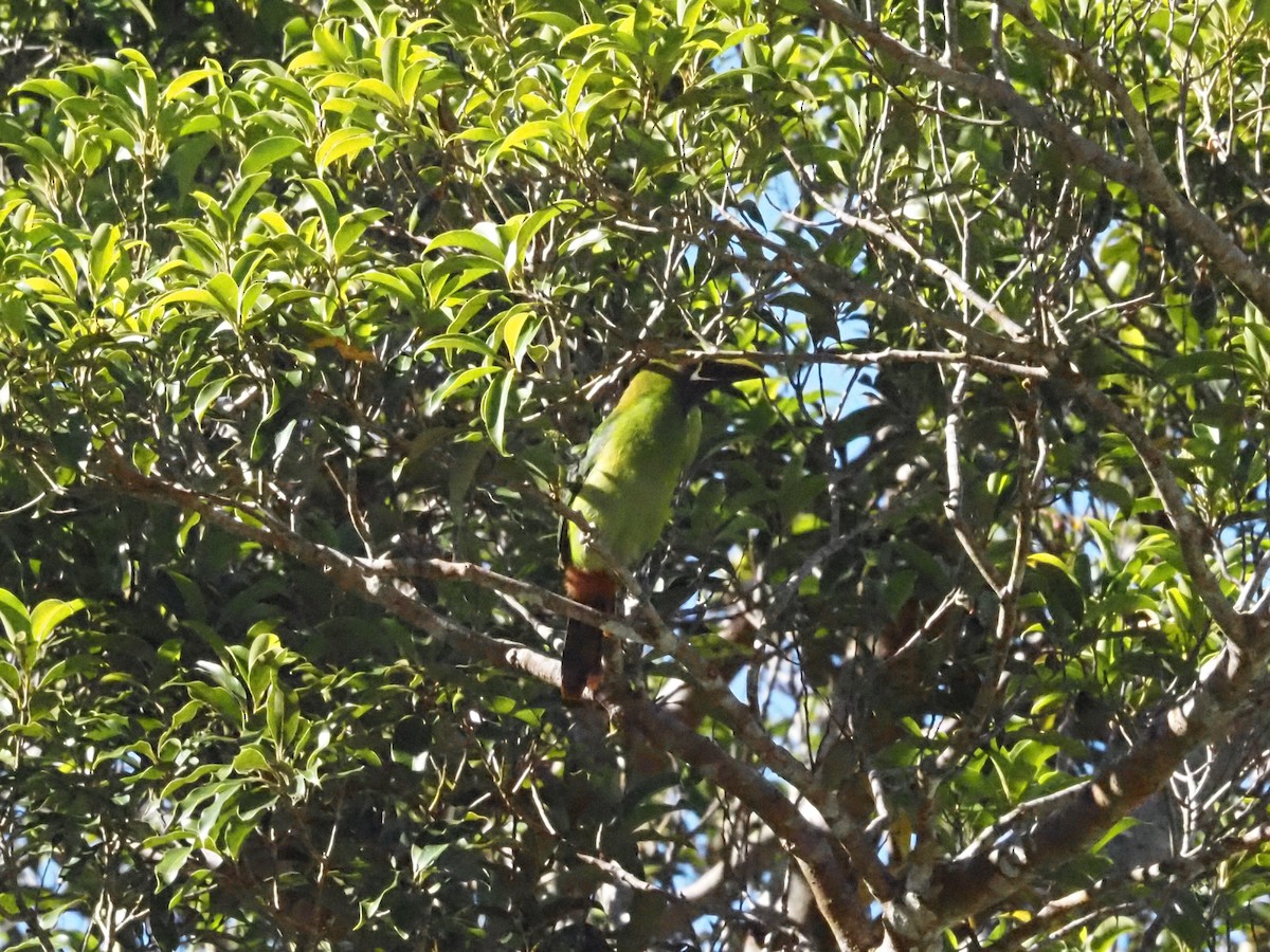 Northern Emerald-Toucanet - Guillermo Parral Aguilar