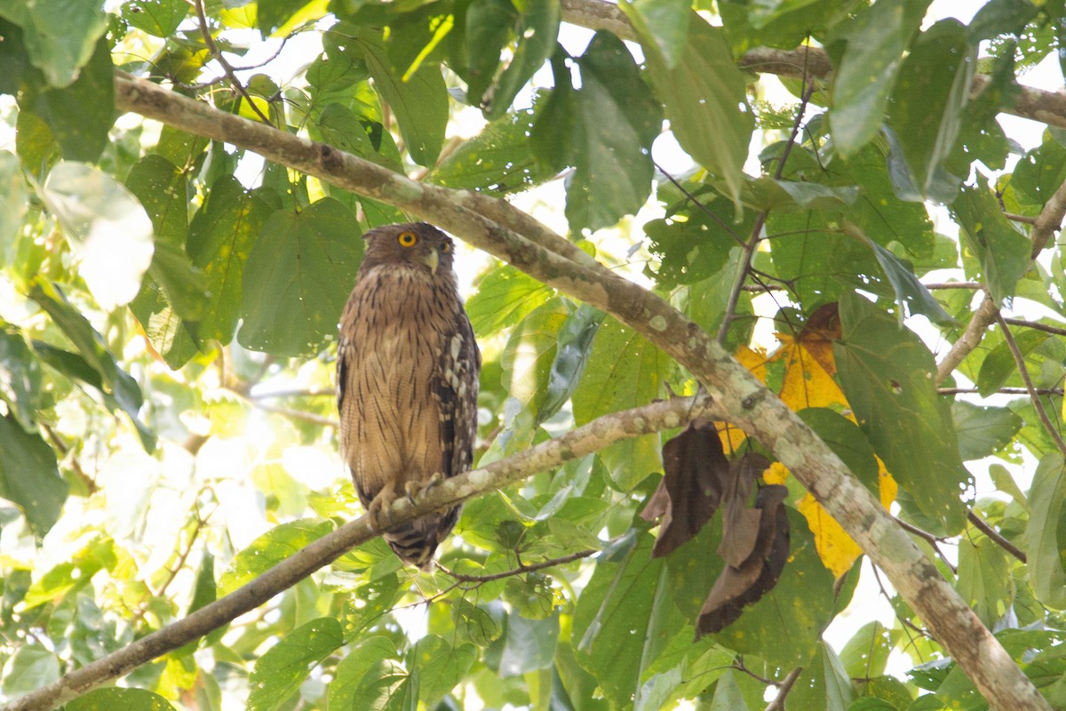 Brown Fish-Owl - ML623887885