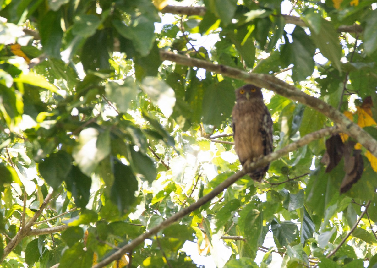 Brown Fish-Owl - ML623887886