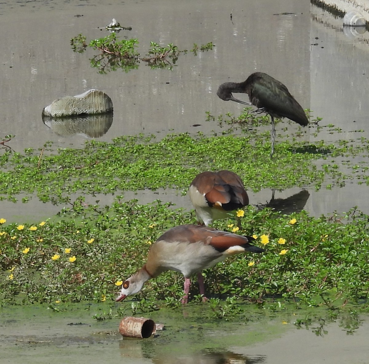 Nilgans - ML623887887