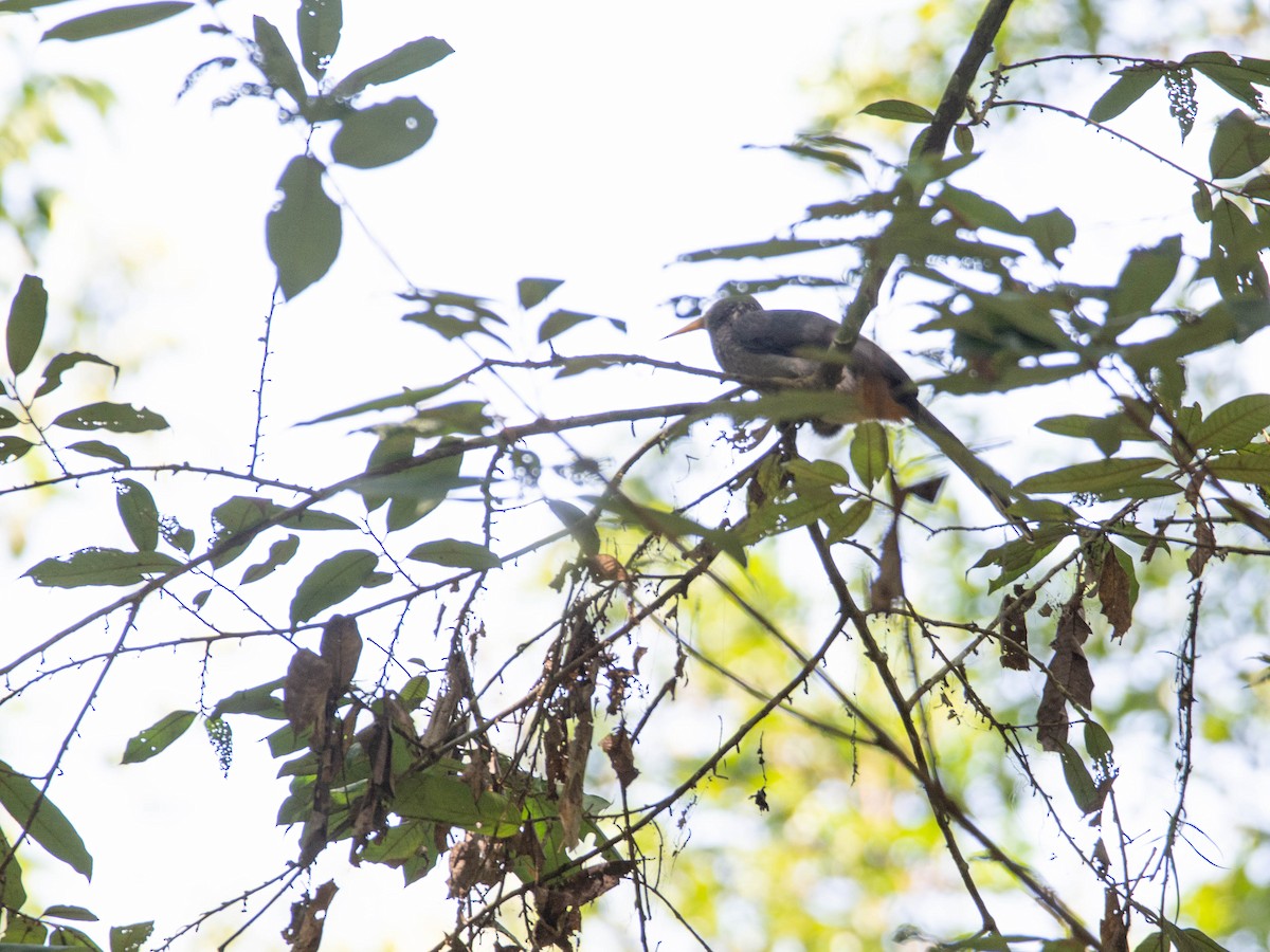 Malabar Gray Hornbill - ML623887910