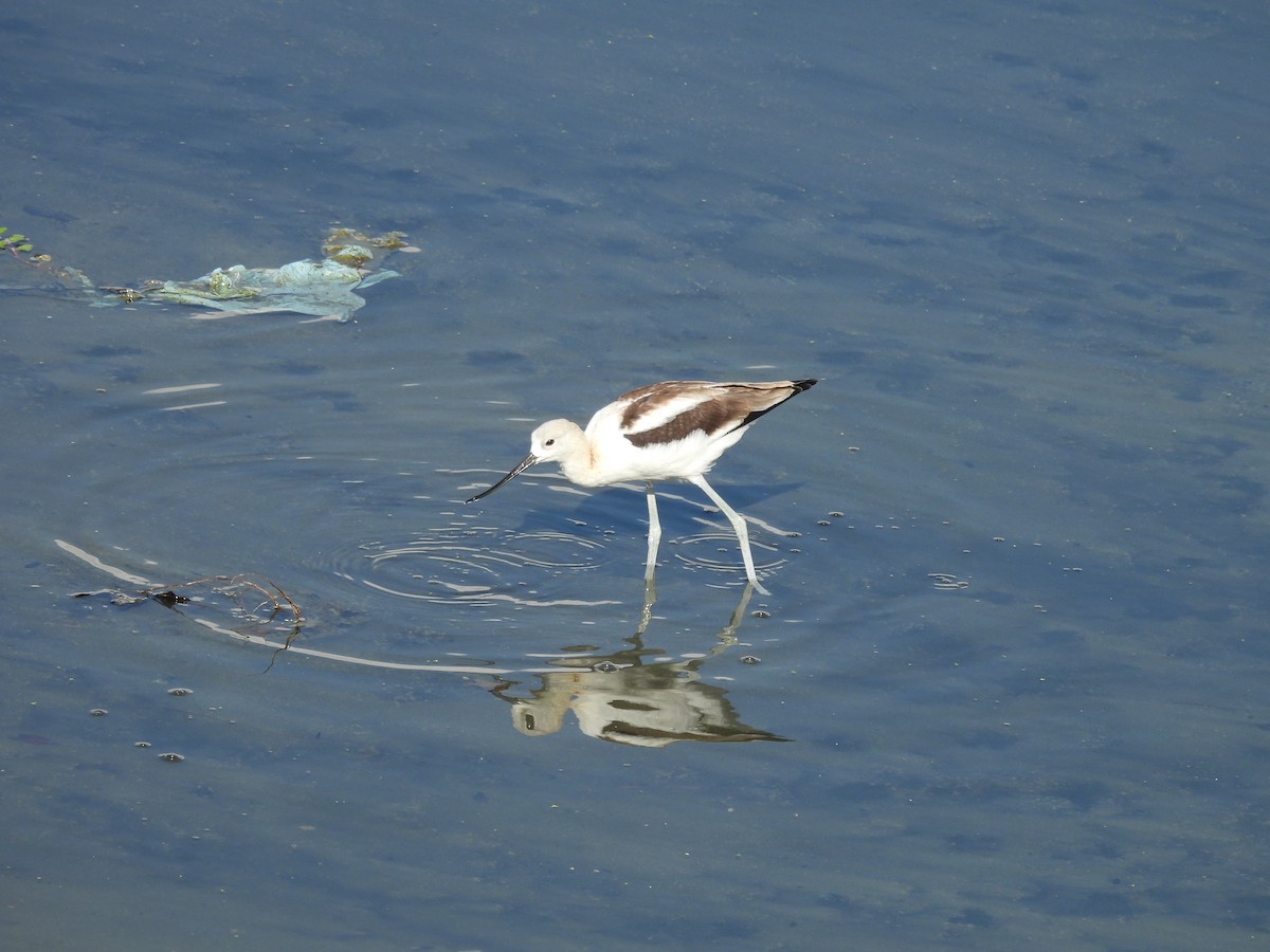 American Avocet - Ed Stonick