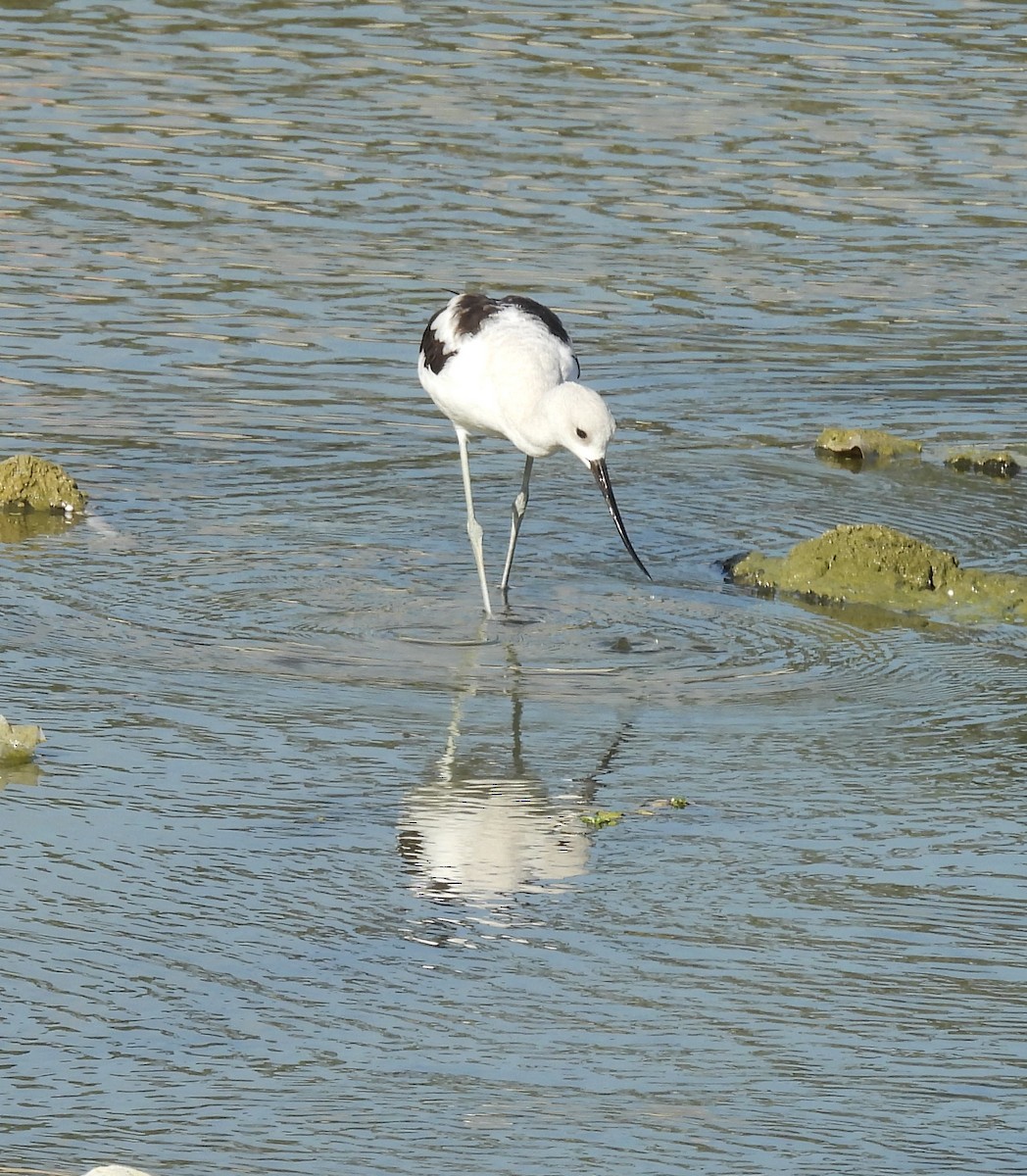 American Avocet - Ed Stonick