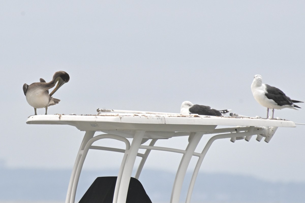 カッショクペリカン - ML623887930