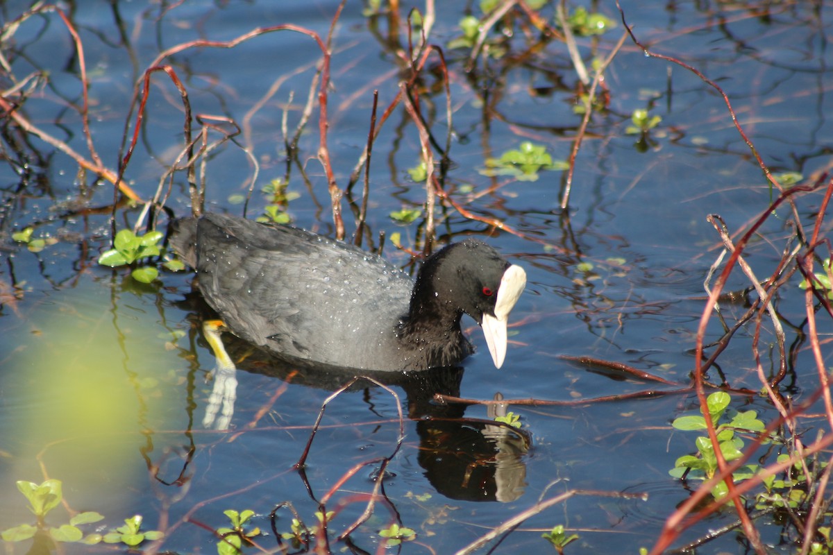 Eurasian Coot - Julián Encinas