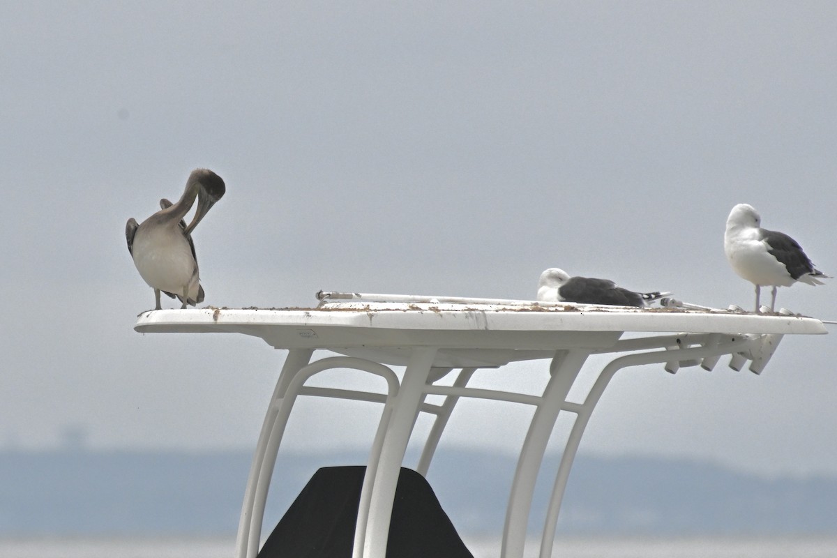 カッショクペリカン - ML623887933