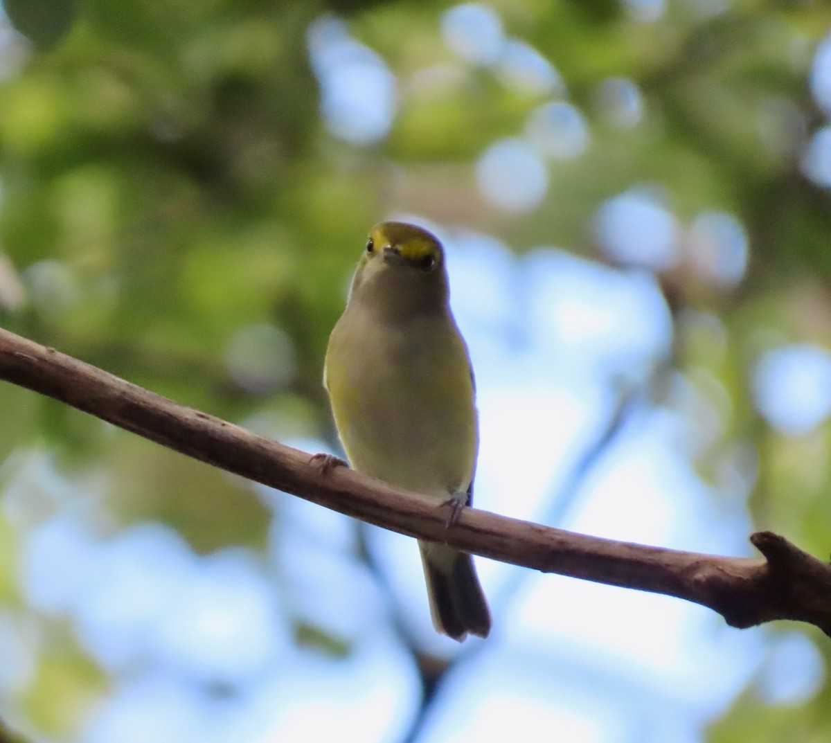 White-eyed Vireo - ML623887934