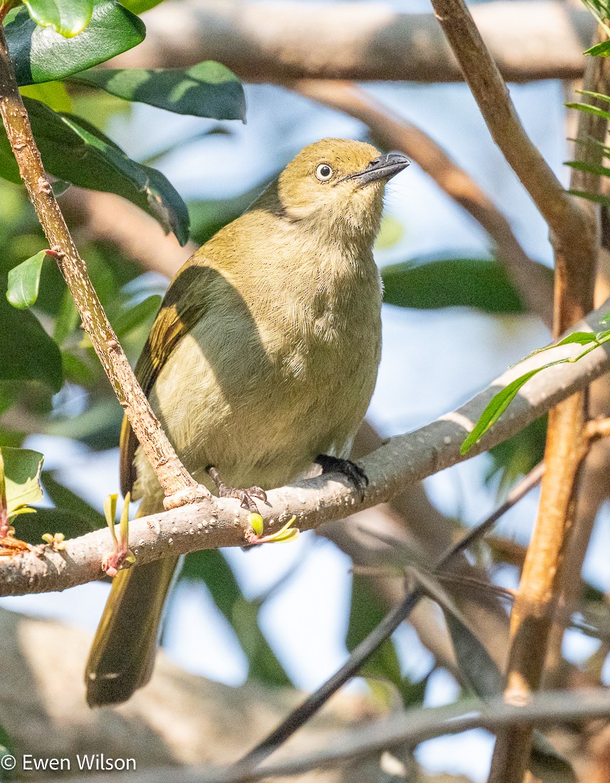 Sombre Greenbul - ML623887935