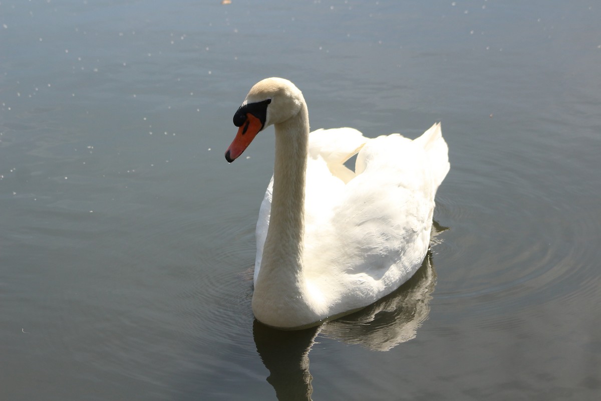 Mute Swan - Julián Encinas