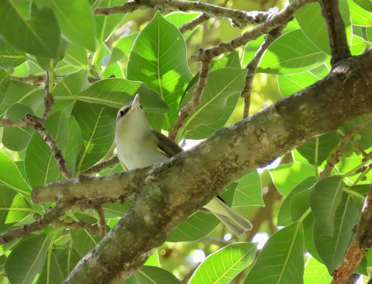 rødøyevireo - ML623887941