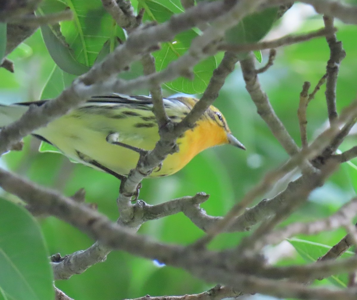 Blackburnian Warbler - ML623887945