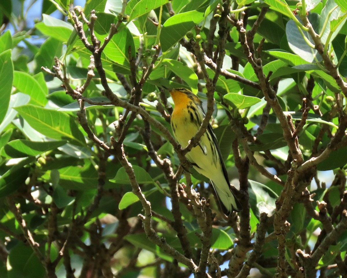 Blackburnian Warbler - Gael Silverblatt