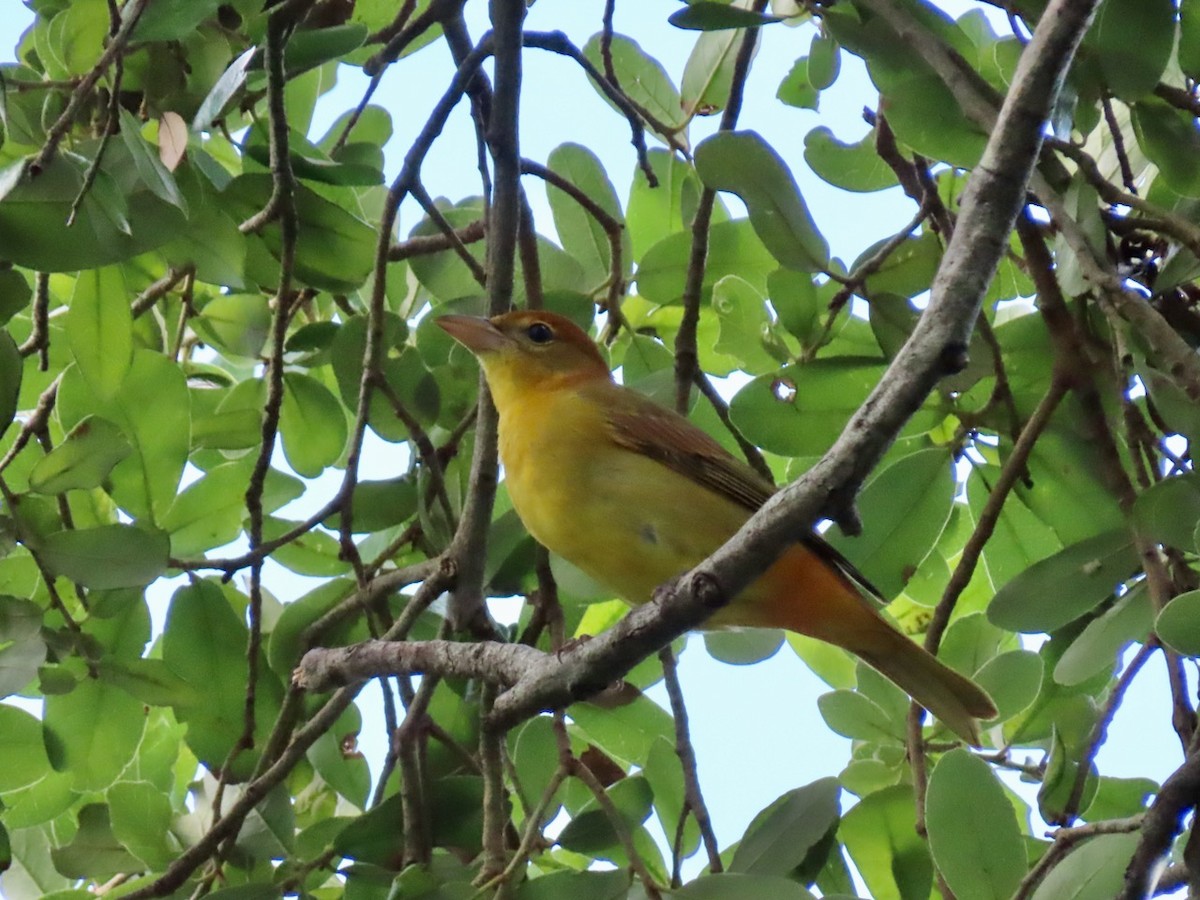 Summer Tanager - ML623887953