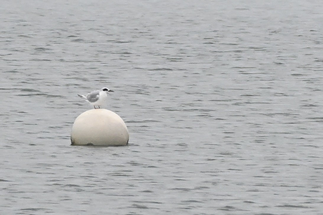 メリケンアジサシ - ML623887963