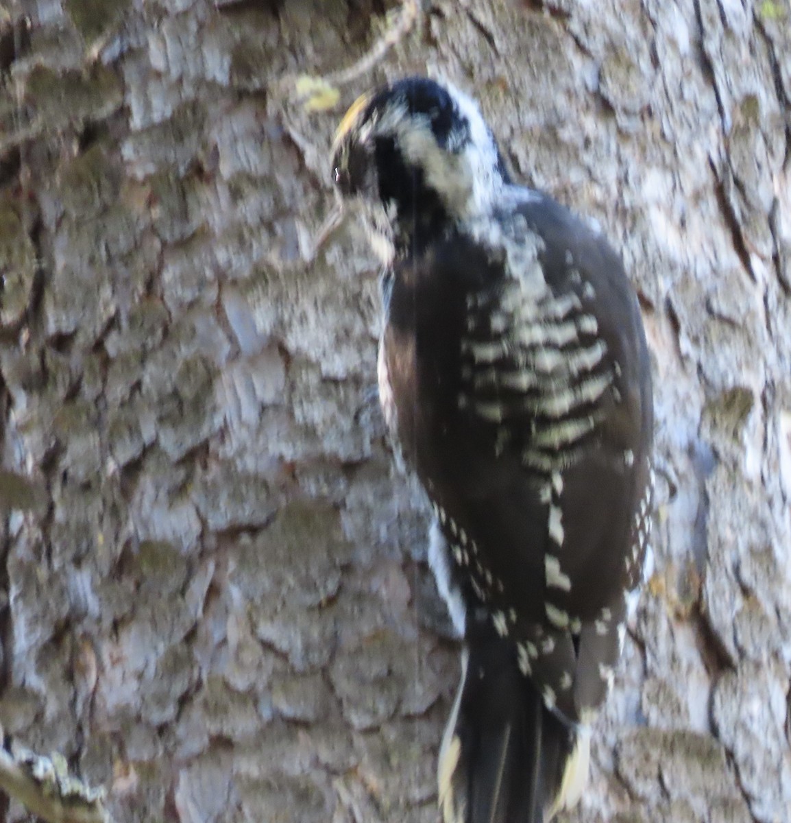 American Three-toed Woodpecker - ML623887967