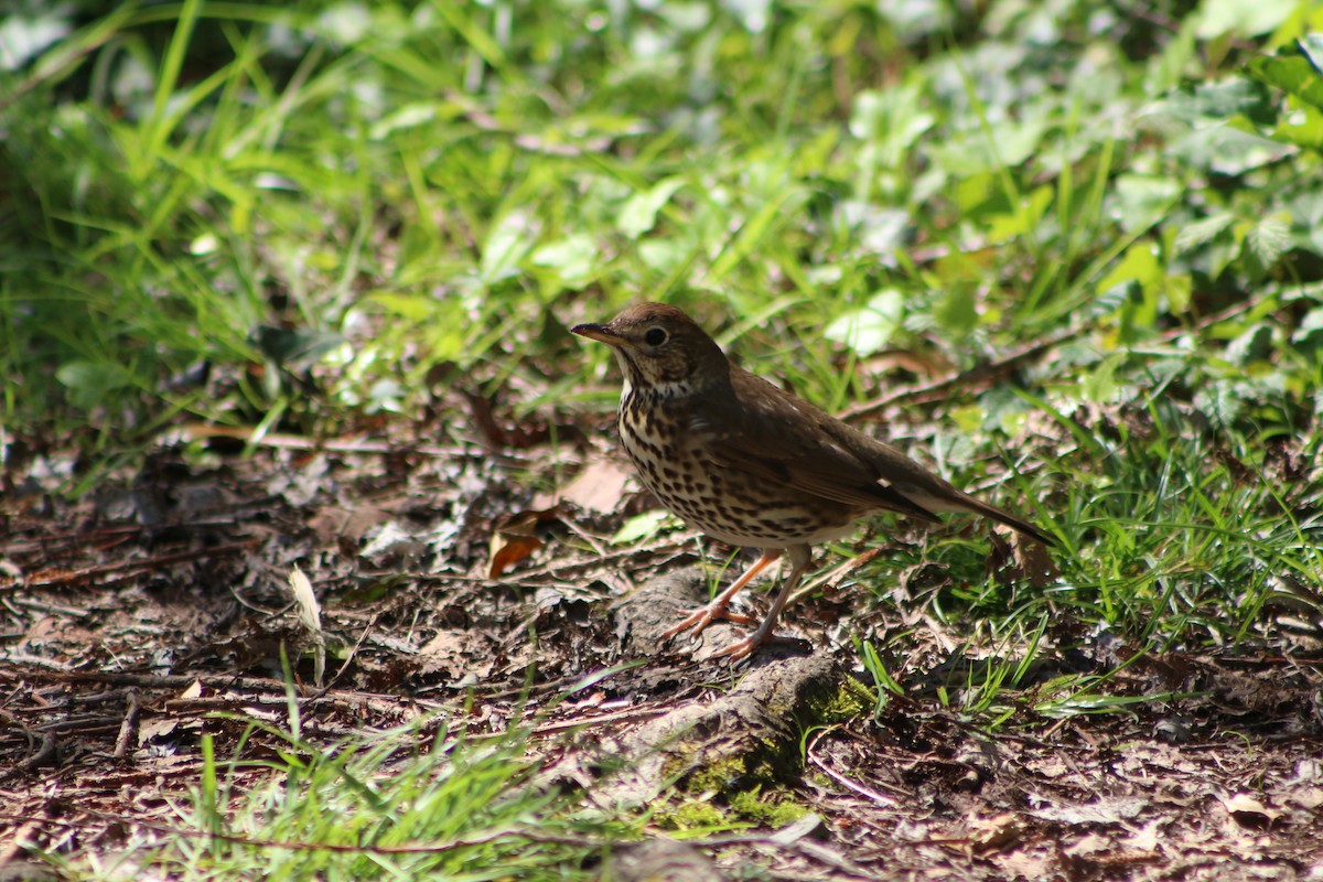 Song Thrush - ML623887972