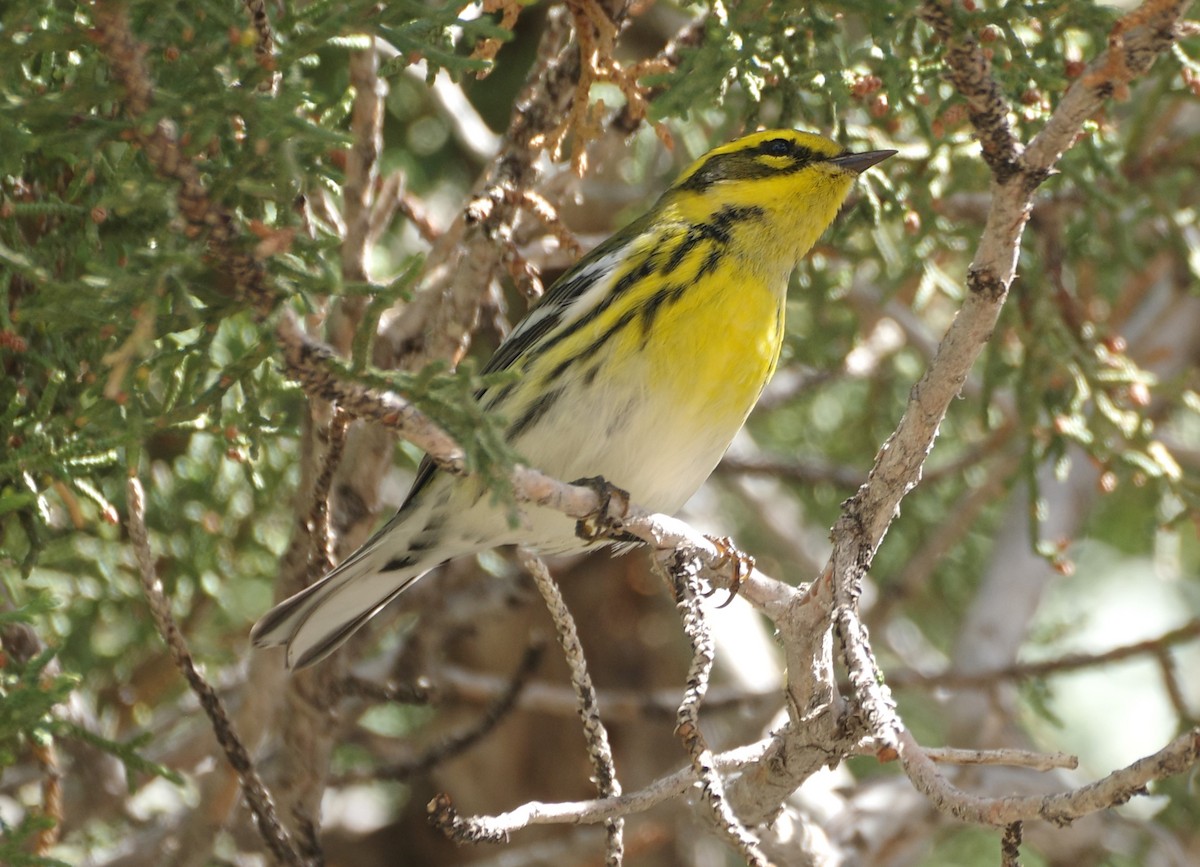 Townsend's Warbler - ML623887982