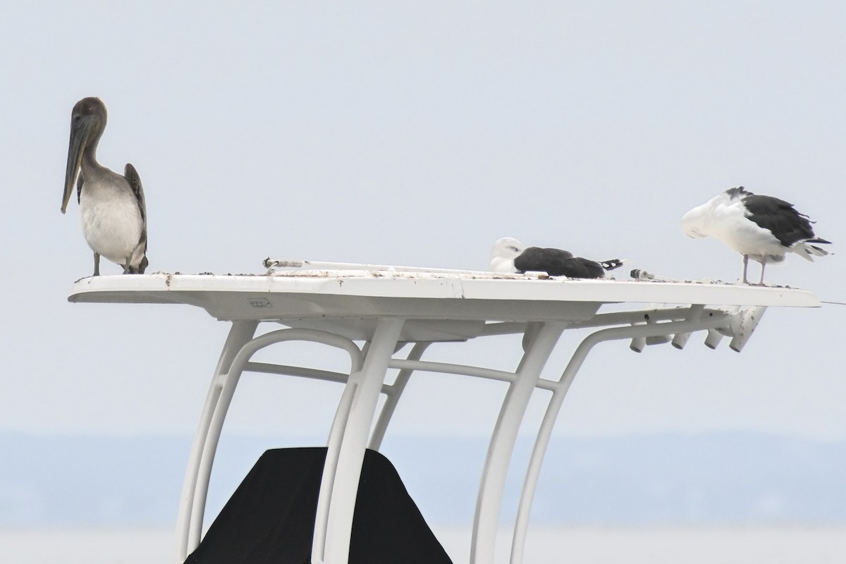 カッショクペリカン - ML623888005