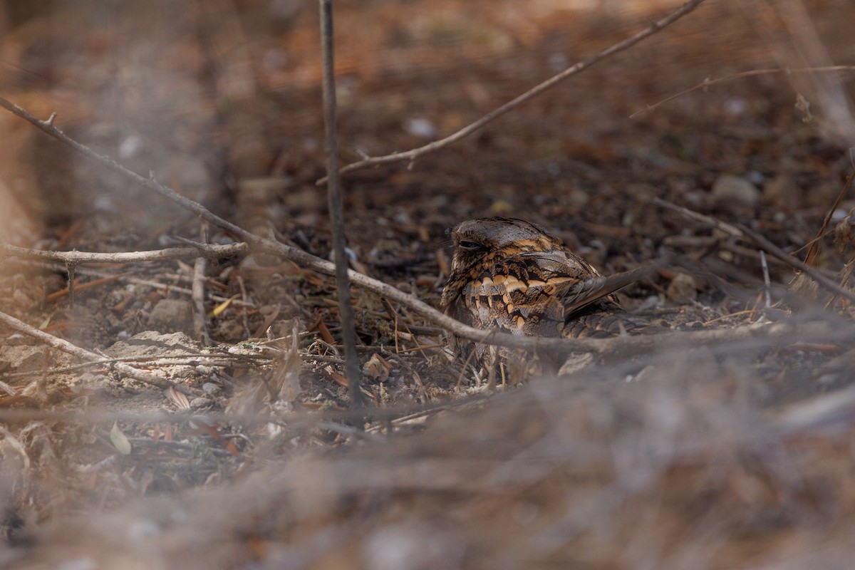 Red-necked Nightjar - ML623888009