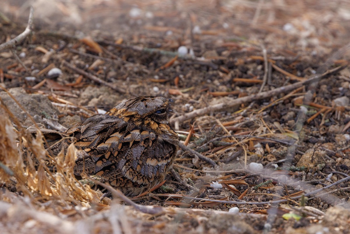 Red-necked Nightjar - ML623888010