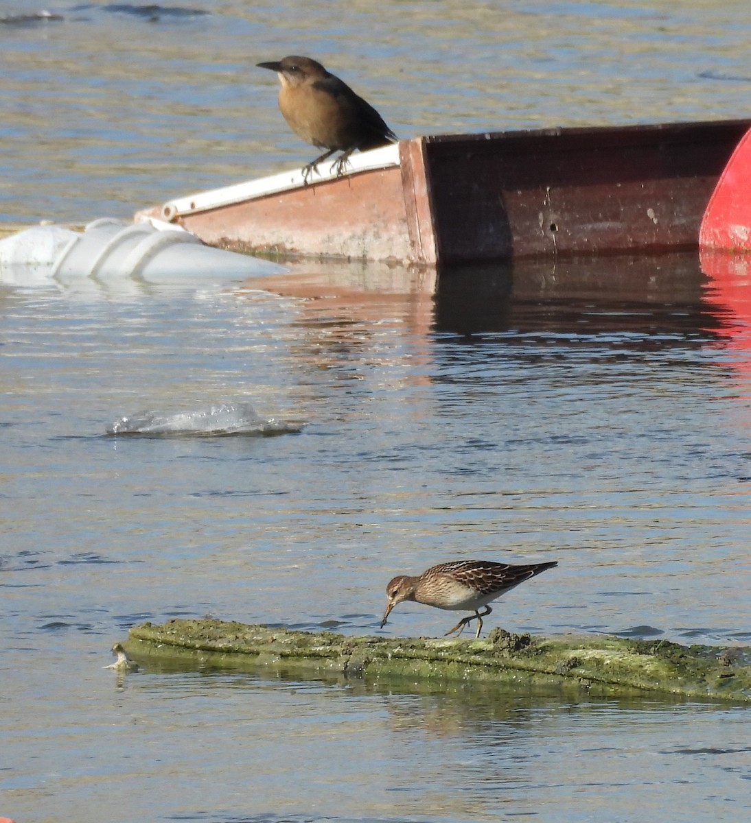 Graubrust-Strandläufer - ML623888018