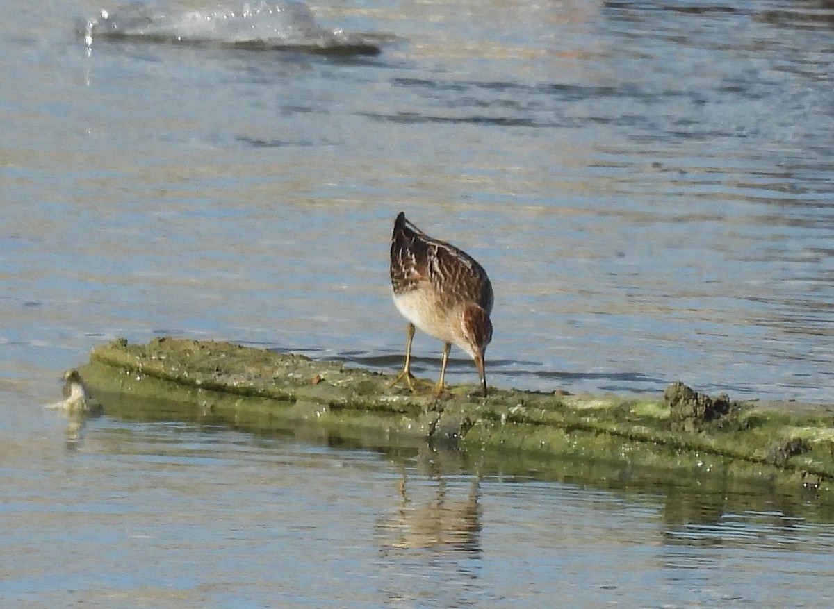 Graubrust-Strandläufer - ML623888019