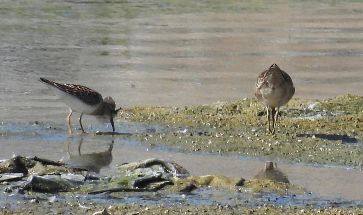 Graubrust-Strandläufer - ML623888020