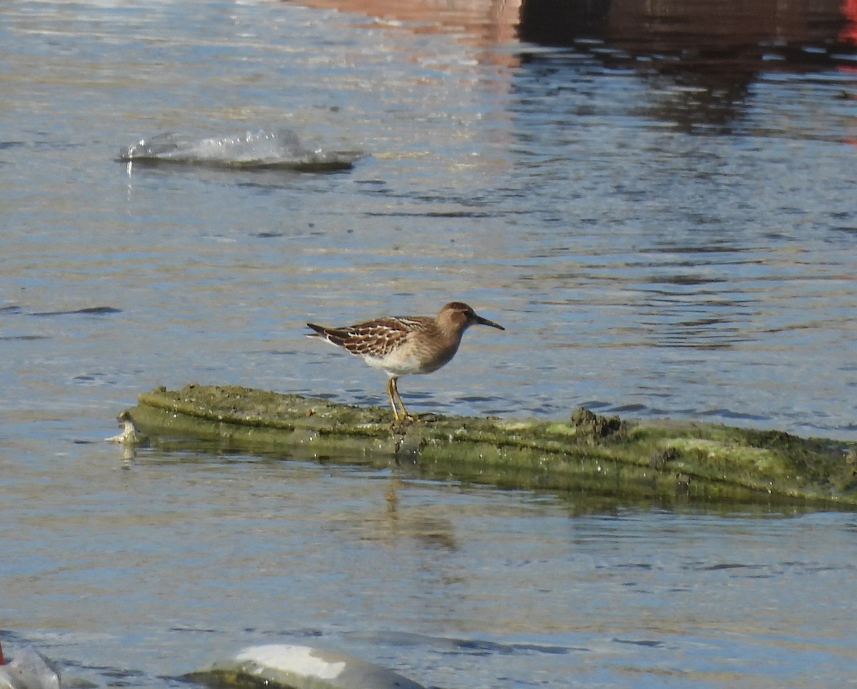 Graubrust-Strandläufer - ML623888021