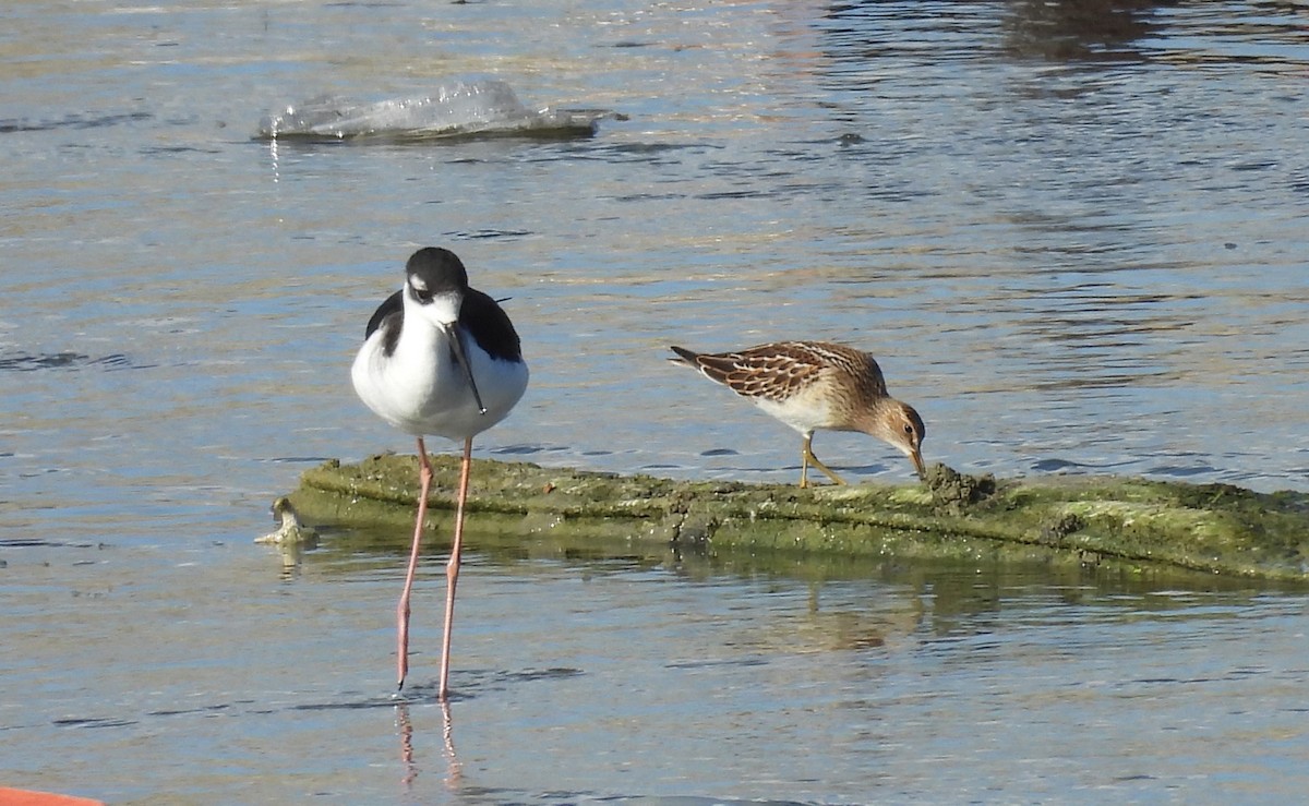 Graubrust-Strandläufer - ML623888022