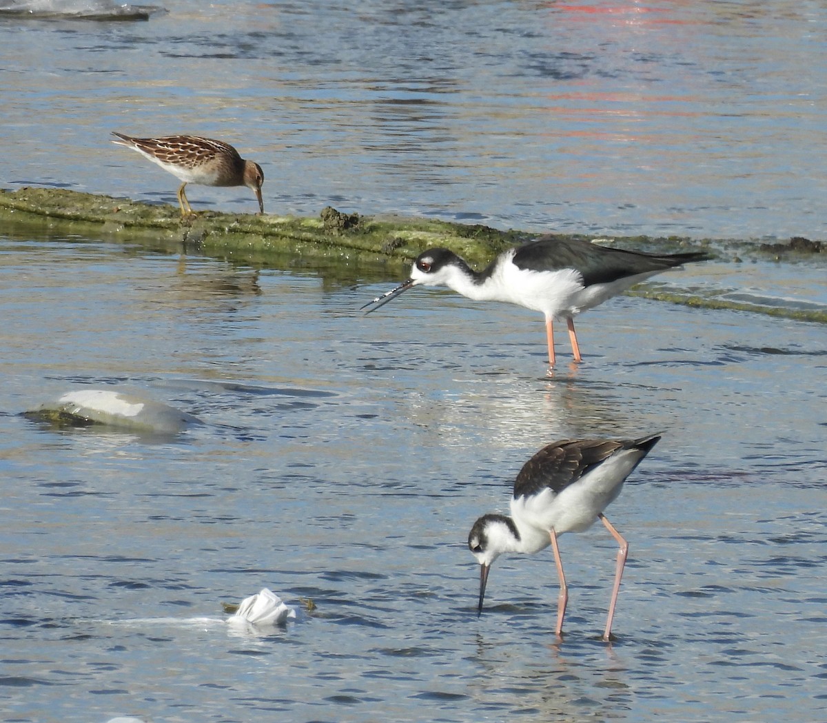 Graubrust-Strandläufer - ML623888023