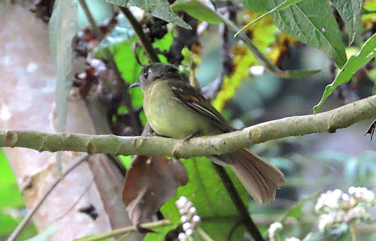 Inca Flycatcher - ML623888045