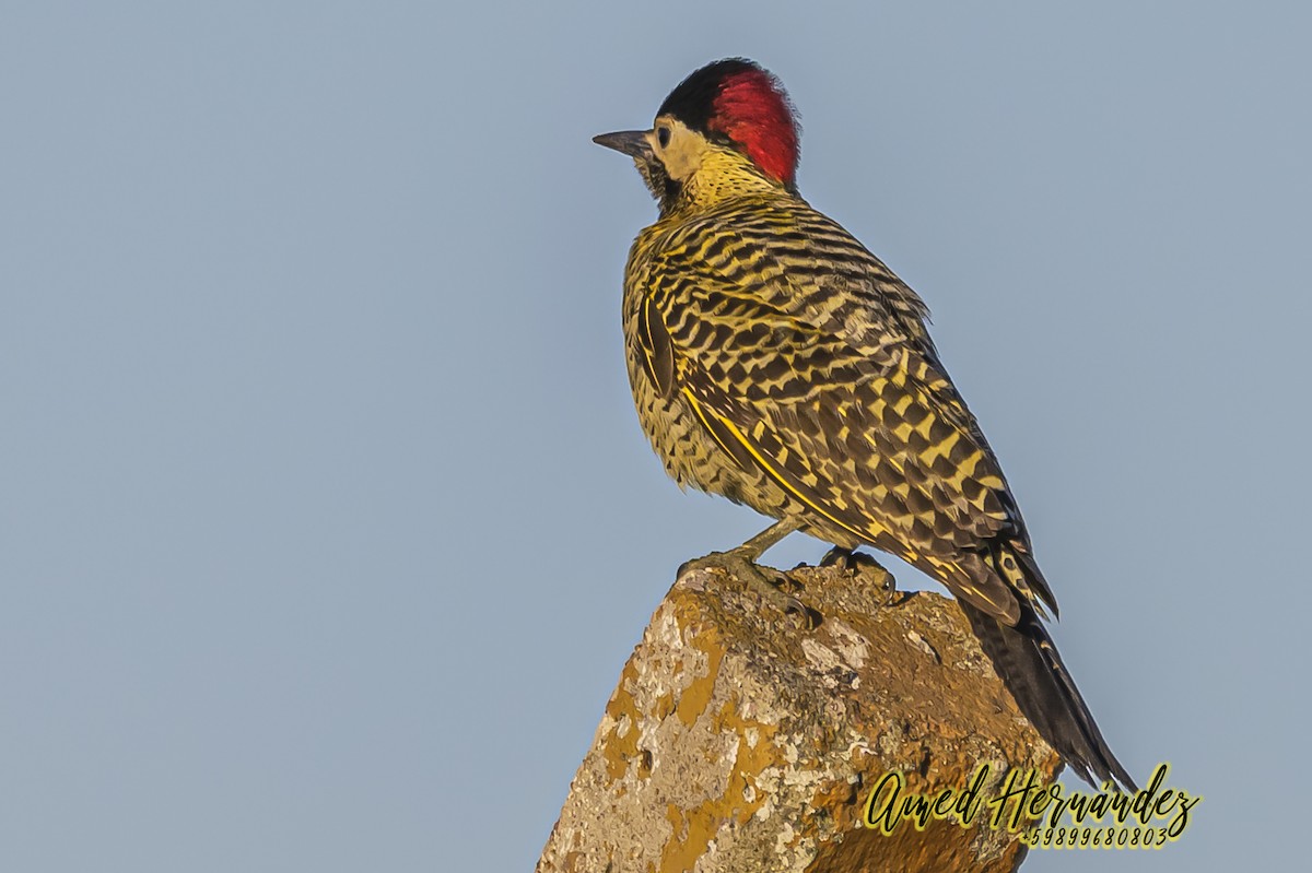 Green-barred Woodpecker - ML623888056