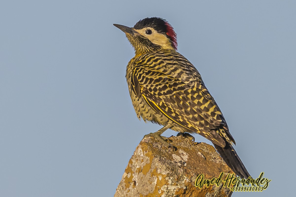 Green-barred Woodpecker - ML623888057