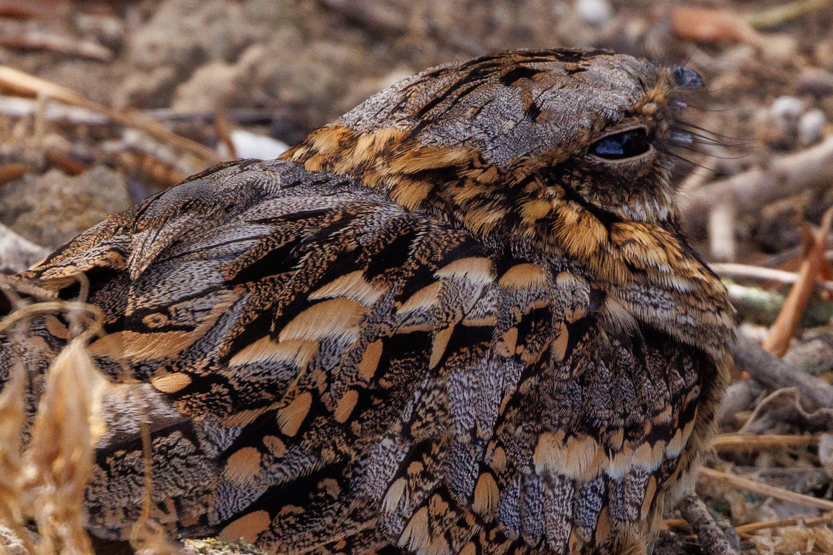 Red-necked Nightjar - ML623888082