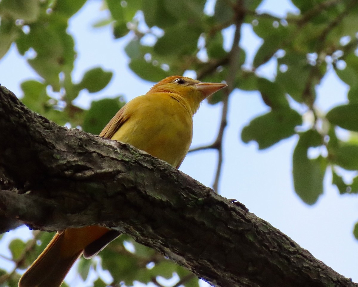 Summer Tanager - ML623888102