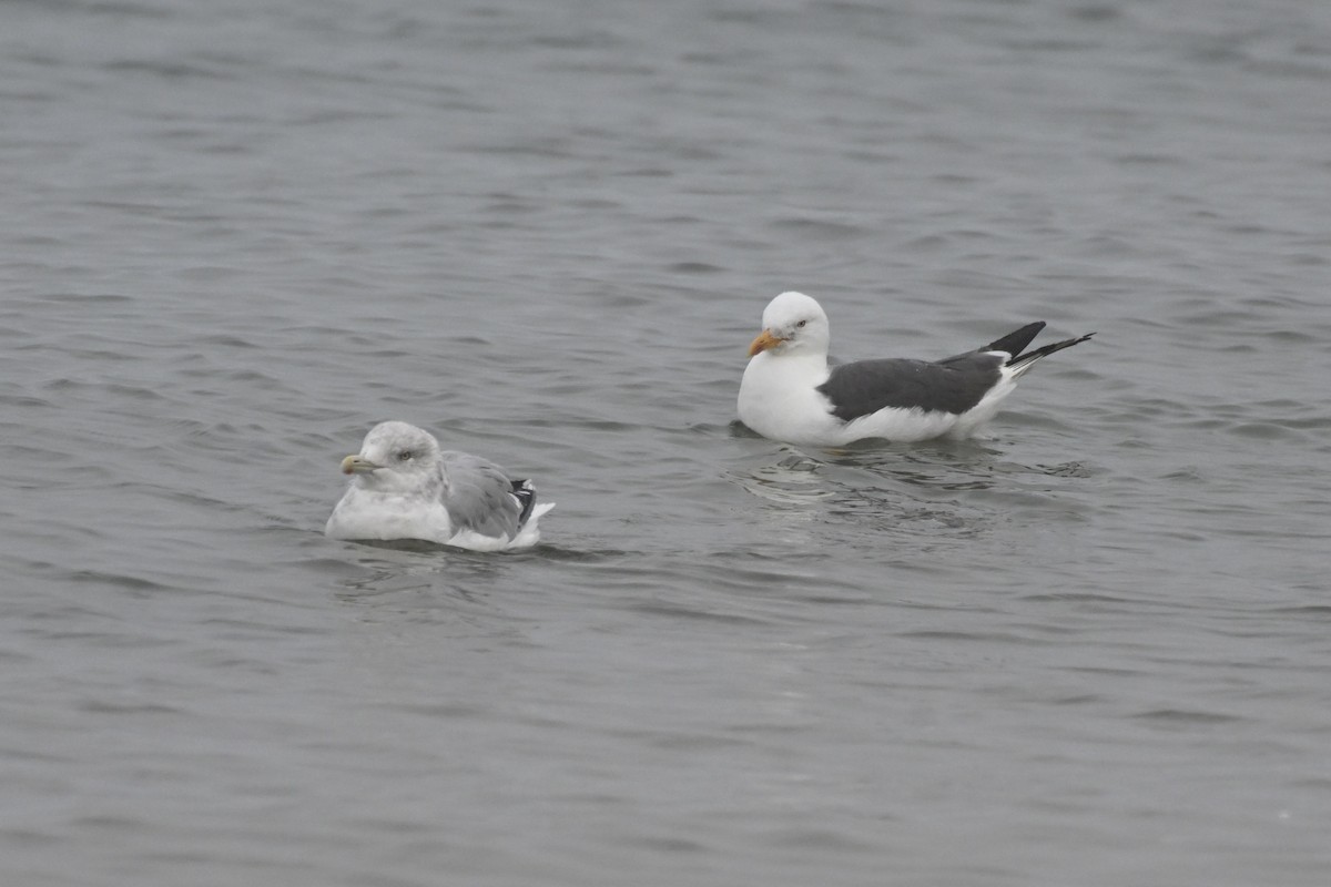 Lesser Black-backed Gull - David Clapp