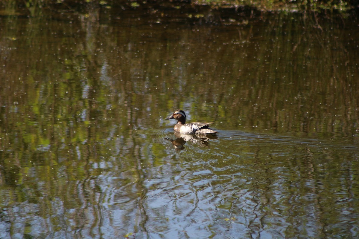 Garganey - Julián Encinas