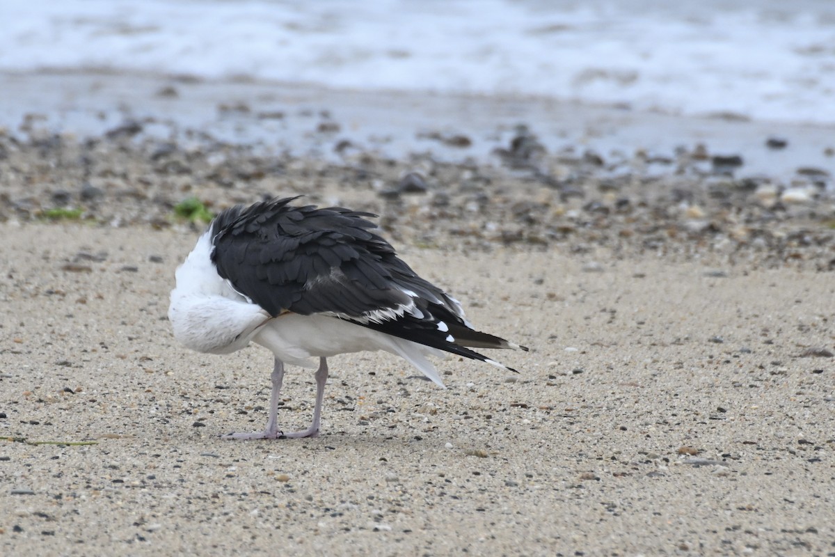 Great Black-backed Gull - ML623888142