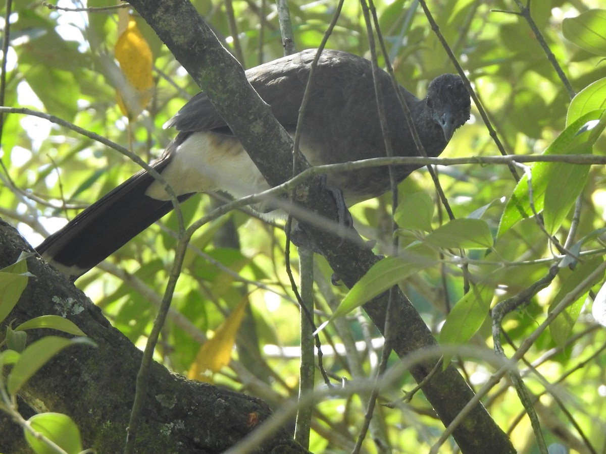 Chachalaca Ventriblanca - ML623888180